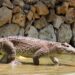 Cocodrilo cubano (Crocodylus rhombifer). Foto: Facebook/ Parque Zoológico Nacional.