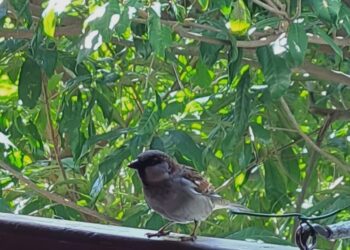 Al fondo, el árbol que le sirve de morada a un huésped especial. Foto: Alex Fleites.