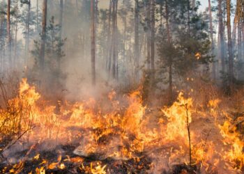 Incendio forestal. Foto: Canva.