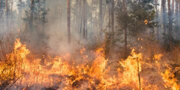 Incendio forestal. Foto: Canva.