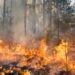 Incendio forestal. Foto: Canva.