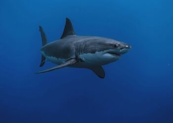 Tiburón en su hábitat marino. Foto: Gerald Schömbs / Unsplash / Archivo.