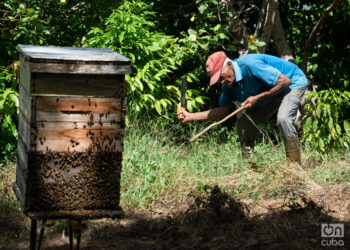 Córdova, geólogo y campesino, a mucha honra. Foto: Jorge Ricardo.