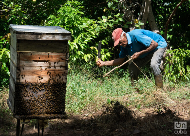 Córdova, geólogo y campesino, a mucha honra. Foto: Jorge Ricardo.