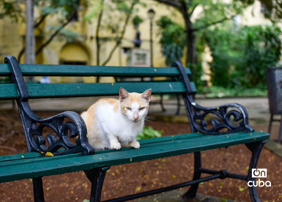 Un gato en el Parque Alejandro de Humboldt, en la Habana Vieja. Foto: Otmaro Rodríguez.