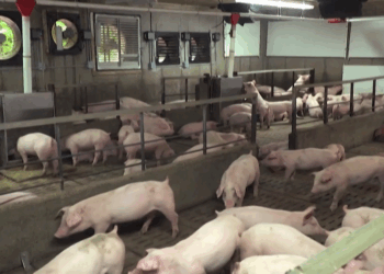 Dos casos de peste porcina africana en jabalíes en Cataluña ha provocado el bloqueo temporal de envío de carne de cerdo a 140 países, entre ellos, Cuba. Foto: Captura video La Vanguardia.