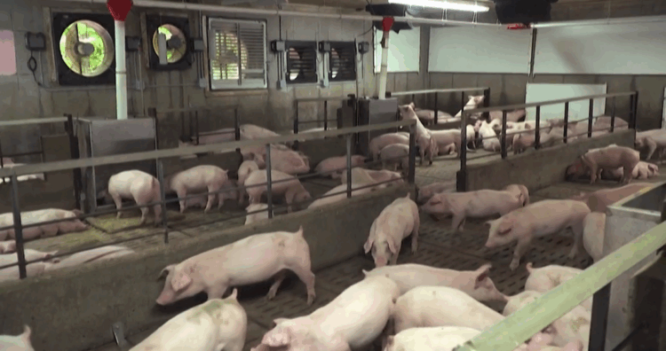 Dos casos de peste porcina africana en jabalíes en Cataluña ha provocado el bloqueo temporal de envío de carne de cerdo a 140 países, entre ellos, Cuba. Foto: Captura video La Vanguardia.