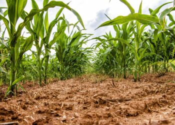 Campo de maíz transgénico. Foto: Canva.