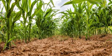 Campo de maíz transgénico. Foto: Canva.