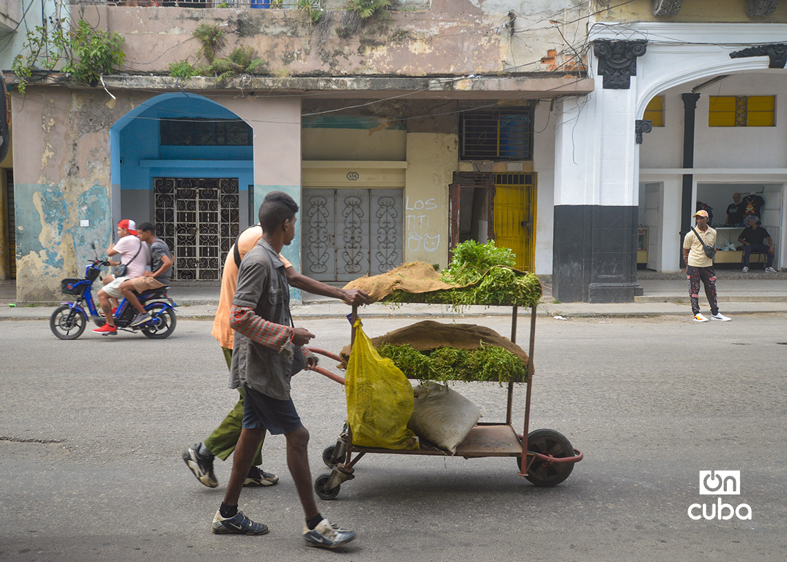 Herbers in Havana. Photo: Otmaro Rodríguez.