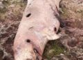 Cachalote pigmeo hallado en avanzado estado de descomposición en la costa de Matanzas. Foto: Periódico Girón.