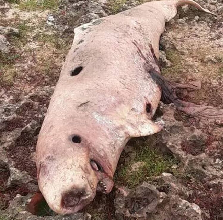 Cachalote pigmeo hallado en avanzado estado de descomposición en la costa de Matanzas. Foto: Periódico Girón.