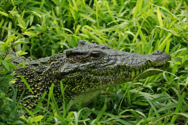 Foto: Gustavo Sosa. Cortesía de PNUD Cuba.