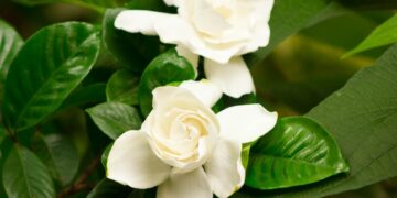 Gardenias. Foto: Canva.