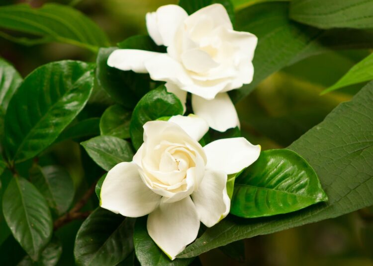 Gardenias. Foto: Canva.