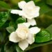 Gardenias. Foto: Canva.