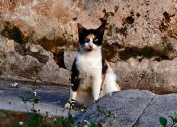 La gata Diavola, cuidada por María. Foto: Alex Fleites.