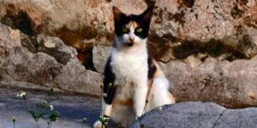 La gata Diavola, cuidada por María. Foto: Alex Fleites.