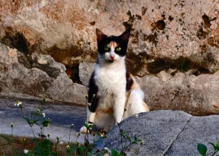 La gata Diavola, cuidada por María. Foto: Alex Fleites.