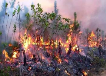 Incendios forestales en Pinar del Río. Foto: Radio Guamá
