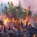 Incendios forestales en Pinar del Río. Foto: Radio Guamá