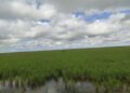 Sembrado de arroz en La Sierpe, Sancti Spíritus. Foto: Ministerio de la Agricultura de Cuba (Minag).