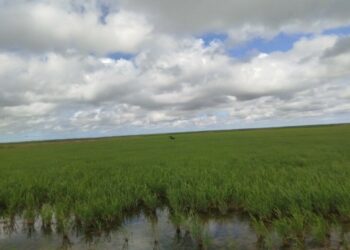 Sembrado de arroz en La Sierpe, Sancti Spíritus. Foto: Ministerio de la Agricultura de Cuba (Minag).