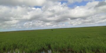 Sembrado de arroz en La Sierpe, Sancti Spíritus. Foto: Ministerio de la Agricultura de Cuba (Minag).