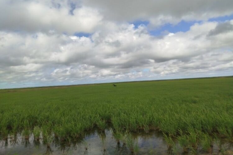 Sembrado de arroz en La Sierpe, Sancti Spíritus. Foto: Ministerio de la Agricultura de Cuba (Minag).
