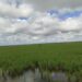 Sembrado de arroz en La Sierpe, Sancti Spíritus. Foto: Ministerio de la Agricultura de Cuba (Minag).