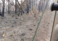 Zona afectada por un incendio forestal en Minas de Matahambre, Pinar del Río. Foto: Radio Guamá.