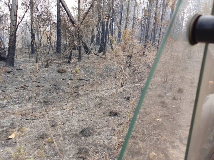 Zona afectada por un incendio forestal en Minas de Matahambre, Pinar del Río. Foto: Radio Guamá.