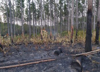 Área afectada por un incendio forestal en Minas de Matahambre, Pinar del Río. Foto: Tomada del perfil de Facebook de la Asamblea Municipal del Poder Popular de Minas de Matahambre.