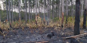 Área afectada por un incendio forestal en Minas de Matahambre, Pinar del Río. Foto: Tomada del perfil de Facebook de la Asamblea Municipal del Poder Popular de Minas de Matahambre.
