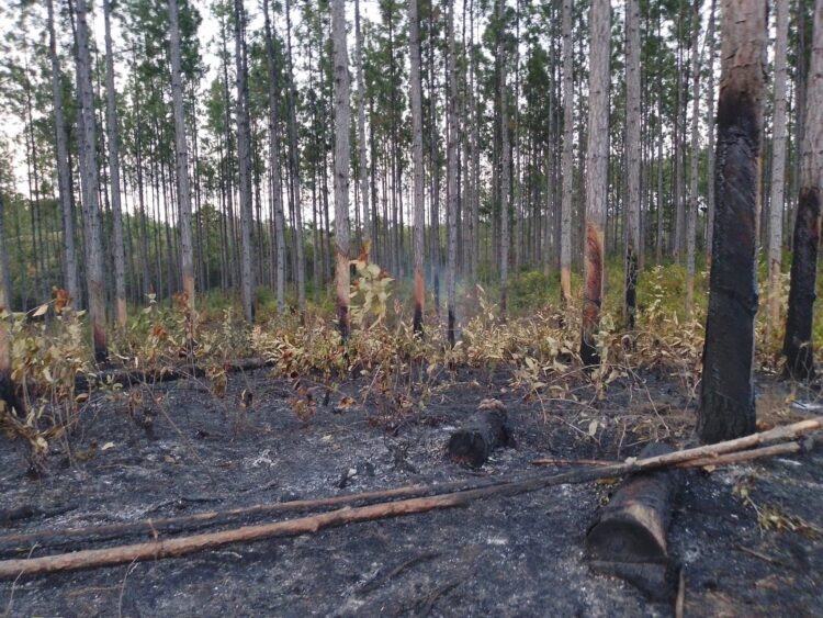 Área afectada por un incendio forestal en Minas de Matahambre, Pinar del Río. Foto: Tomada del perfil de Facebook de la Asamblea Municipal del Poder Popular de Minas de Matahambre.