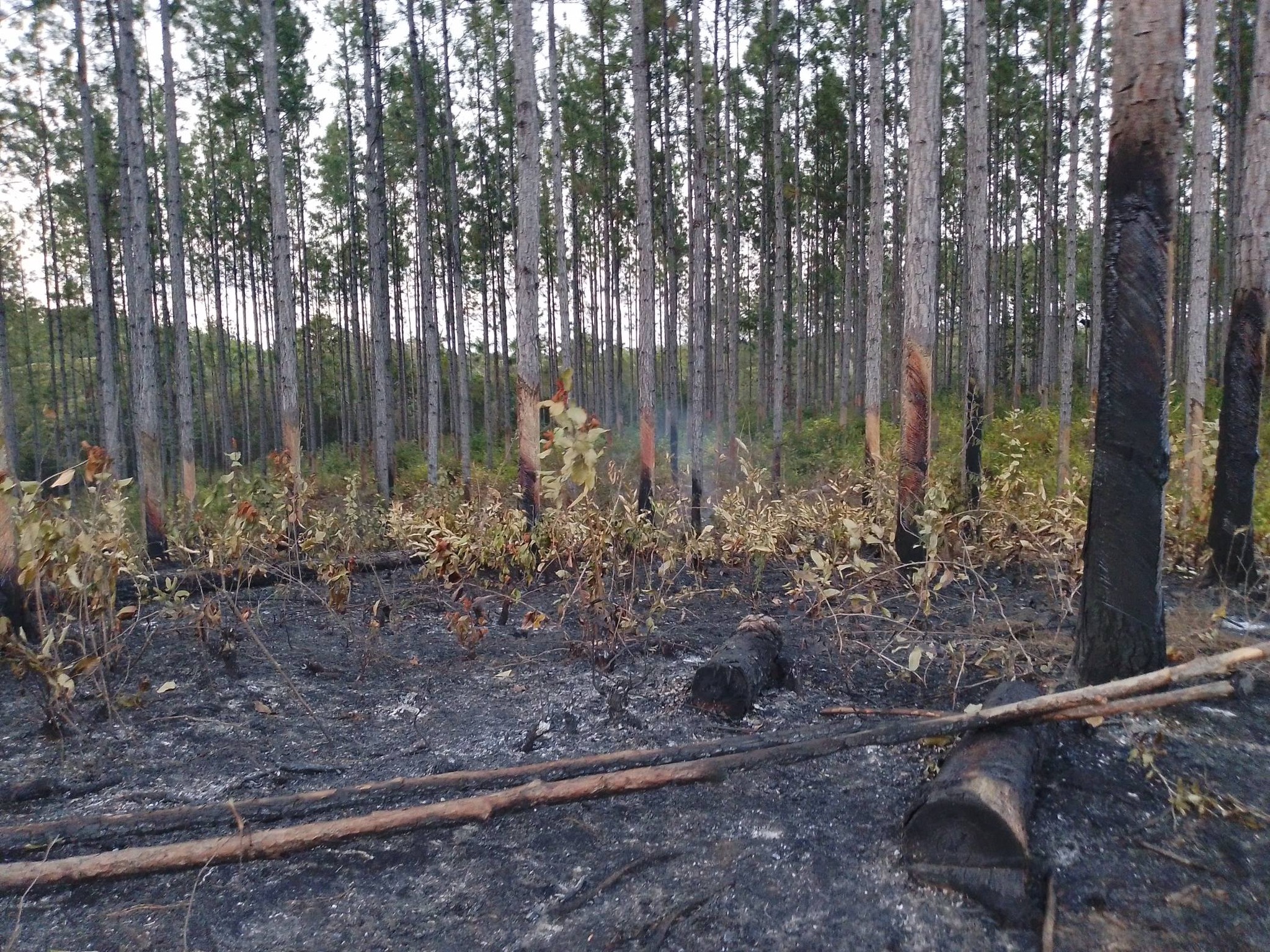 Área afectada por un incendio forestal en Minas de Matahambre, Pinar del Río. Foto: Tomada del perfil de Facebook de la Asamblea Municipal del Poder Popular de Minas de Matahambre.