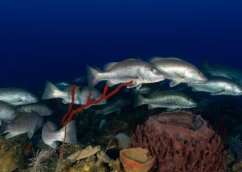 Foto: Leonardo Espinosa, tomado de Tiburón Proyecto Sub.