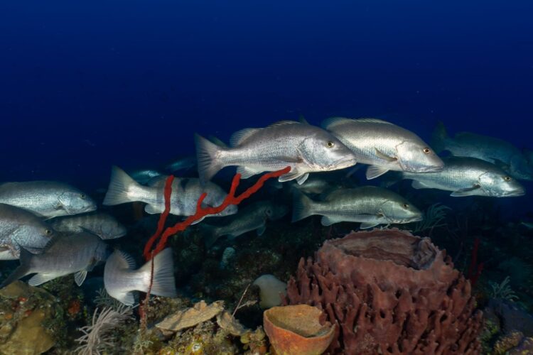 Foto: Leonardo Espinosa, tomado de Tiburón Proyecto Sub.