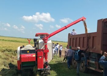 Primera cosecha de arroz en la comunidad de José Martí, ubicada en el municipio de Yara, como parte de un proyecto entre Cuba y Vietman, con capital 100 % extranjero. Foto: Tomada del perfil en Facebook de la Empresa Agroindustrial de Granos Fernando Echenique.