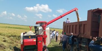 Primera cosecha de arroz en la comunidad de José Martí, ubicada en el municipio de Yara, como parte de un proyecto entre Cuba y Vietman, con capital 100 % extranjero. Foto: Tomada del perfil en Facebook de la Empresa Agroindustrial de Granos Fernando Echenique.