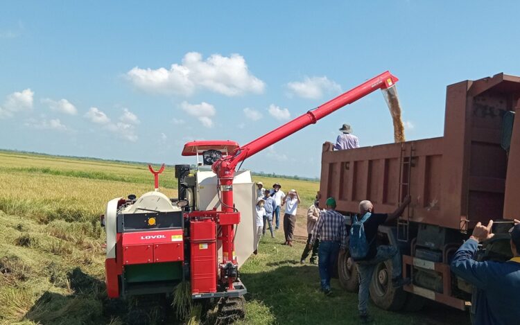 Primera cosecha de arroz en la comunidad de José Martí, ubicada en el municipio de Yara, como parte de un proyecto entre Cuba y Vietman, con capital 100 % extranjero. Foto: Tomada del perfil en Facebook de la Empresa Agroindustrial de Granos Fernando Echenique.