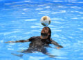 El cubano Jhoen Lefont estableció dos marcas de dominio del balón dentro de una piscina, logros que intentará homologar como Récords Guinness: Foto: Ernesto Mastrascusa / EFE.