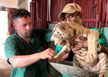 Es la segunda vez que nacen tigres de Bengala en Cuba. Foto: Reuters/Captura de video.