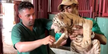 Es la segunda vez que nacen tigres de Bengala en Cuba. Foto: Reuters/Captura de video.