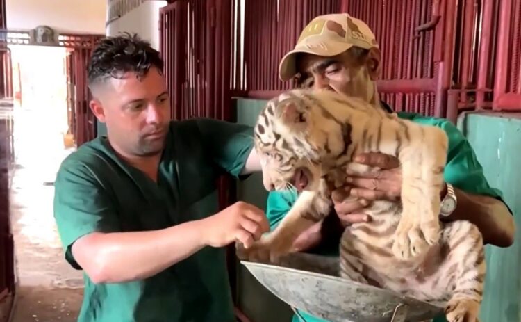 Es la segunda vez que nacen tigres de Bengala en Cuba. Foto: Reuters/Captura de video.