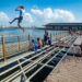 Niños y jóvenes en el muelle flotante, frente a la Alameda de Paula, en La Habana. Foto: Otmaro Rodríguez.