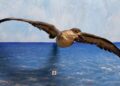 Ejemplar embalsamado del pájaro de La Bruja en el Museo de Historia Natural “Tomás Romay”, de Santiago de Cuba. Foto: IGF.
