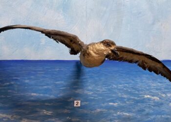 Ejemplar embalsamado del pájaro de La Bruja en el Museo de Historia Natural “Tomás Romay”, de Santiago de Cuba. Foto: IGF.