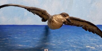 Ejemplar embalsamado del pájaro de La Bruja en el Museo de Historia Natural “Tomás Romay”, de Santiago de Cuba. Foto: IGF.