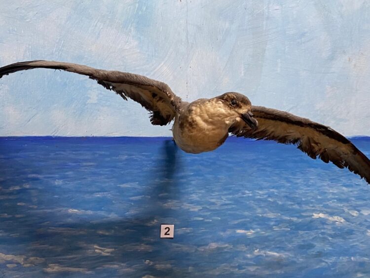 Ejemplar embalsamado del pájaro de La Bruja en el Museo de Historia Natural “Tomás Romay”, de Santiago de Cuba. Foto: IGF.